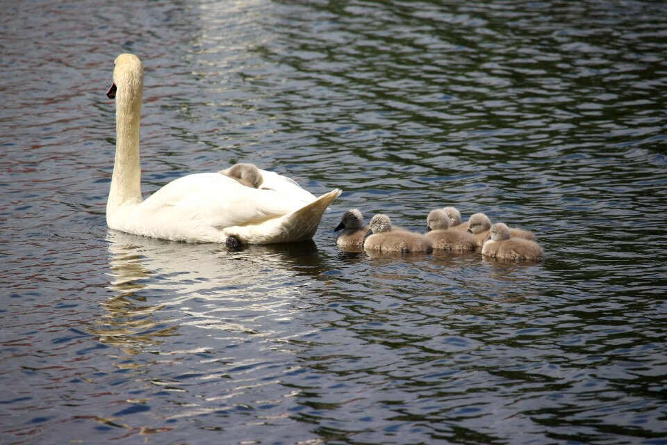 Water white swan pride