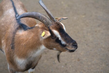 Farm goat's head creature photo
