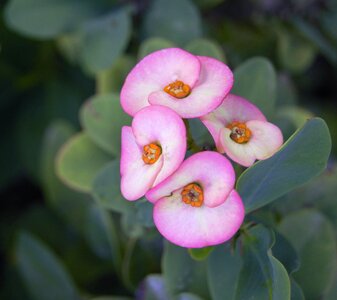 Buttons flowers flower nature