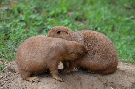 Friendship prairie dog green friendship