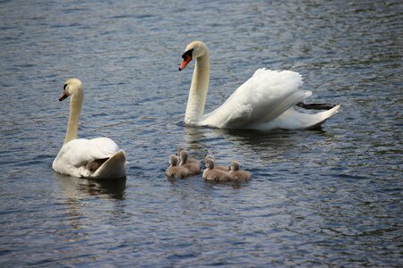 Water white swan pride photo