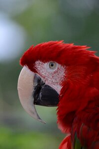 Parrot red beak