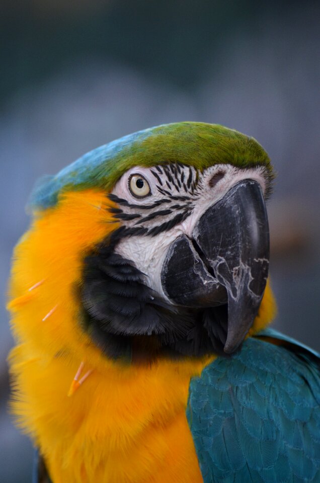 Parrot blue yellow photo