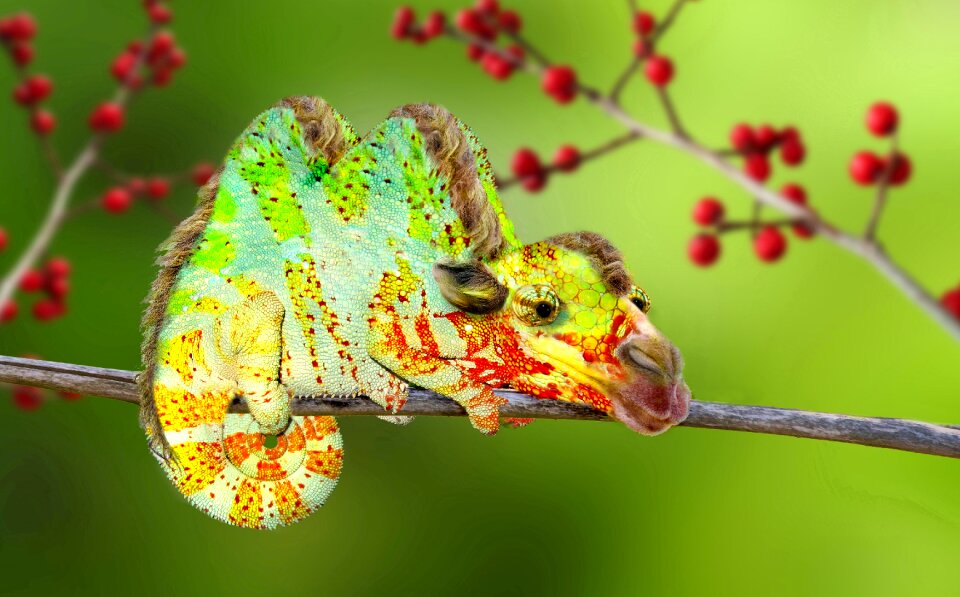 Kameleon hybrid photoshop
