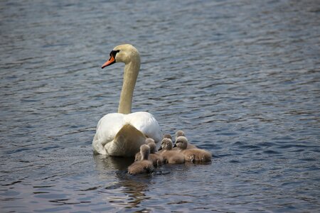 Water white swan pride