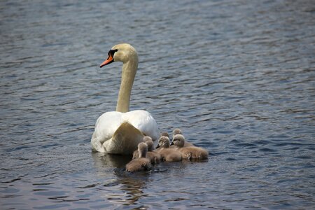 Water white swan pride photo