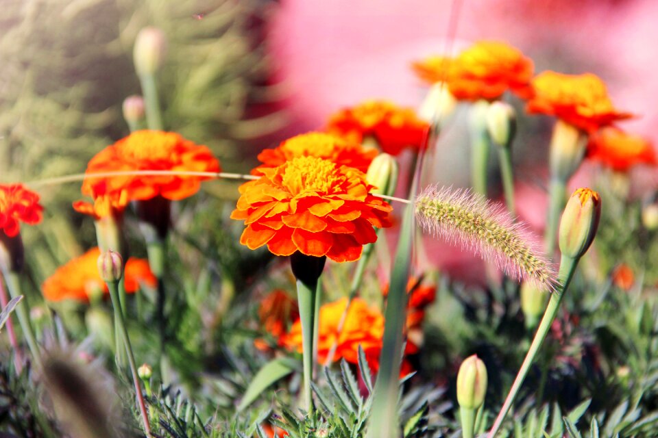 Nature garden perfume