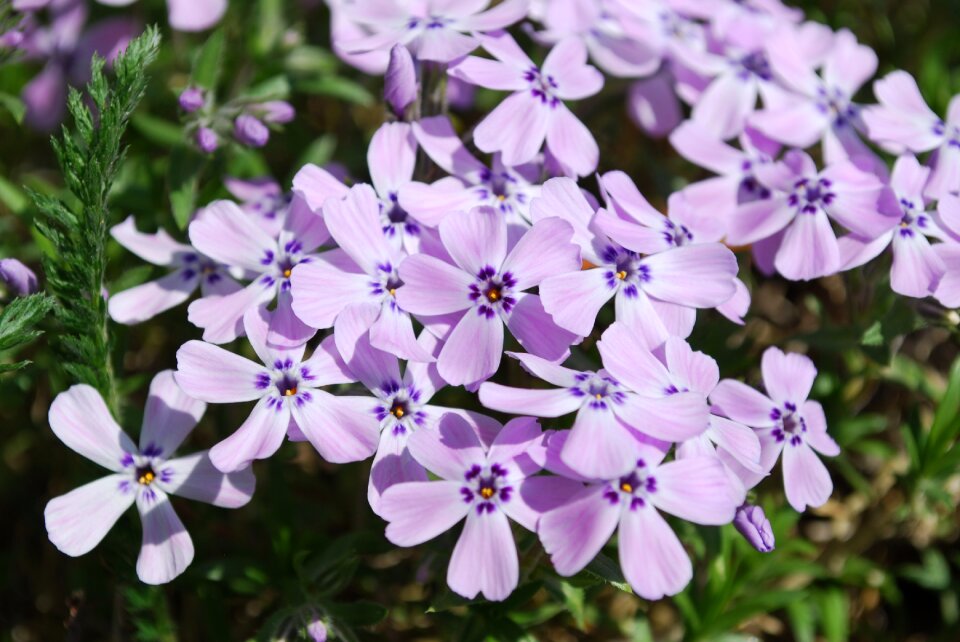 Garden petal summer