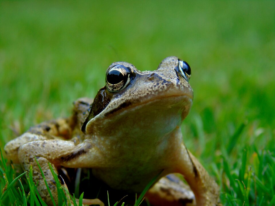 Garden aquatic animal animal