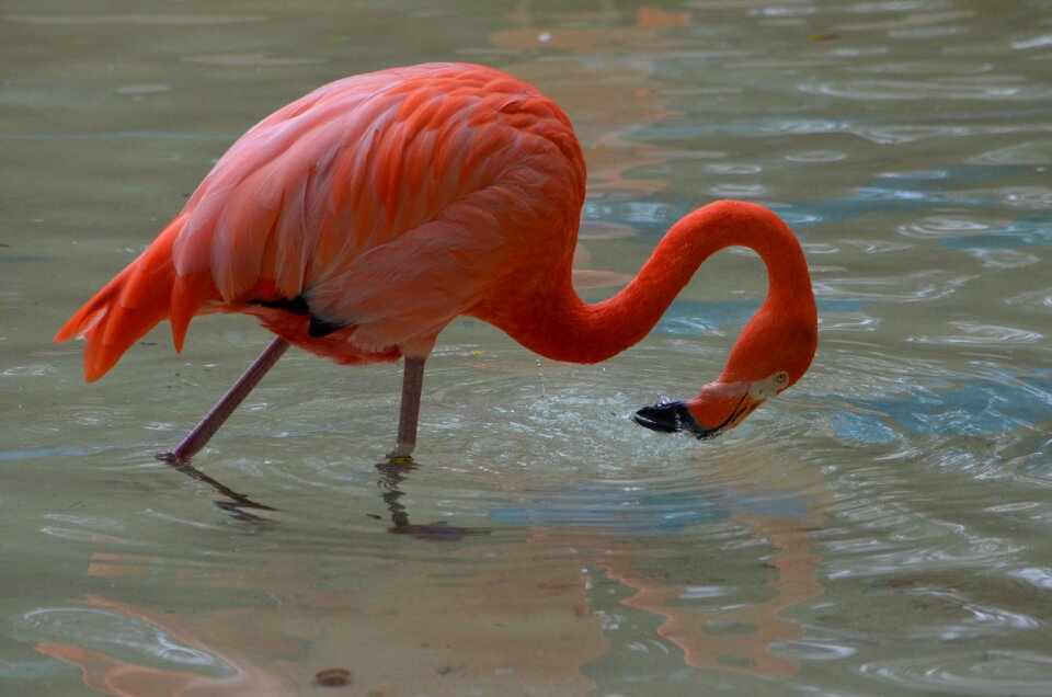 Beak leg nature photo