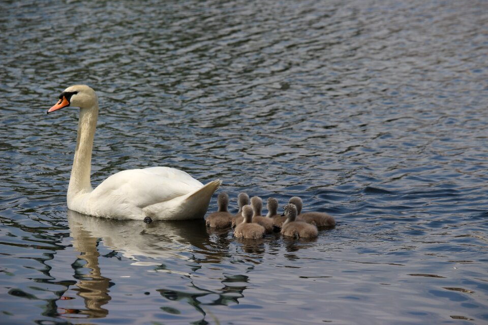 Water white swan pride
