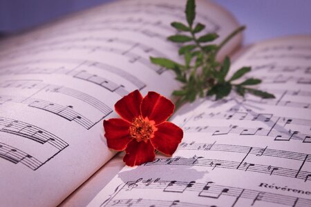 Red flower flower romantic