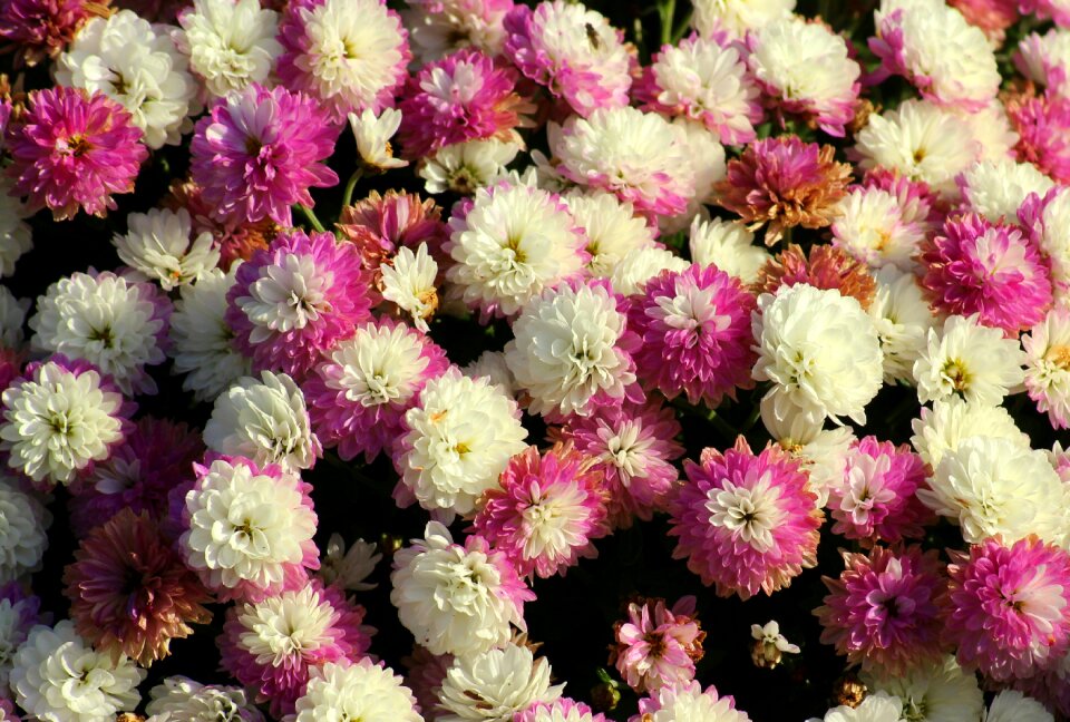 Figure pink white