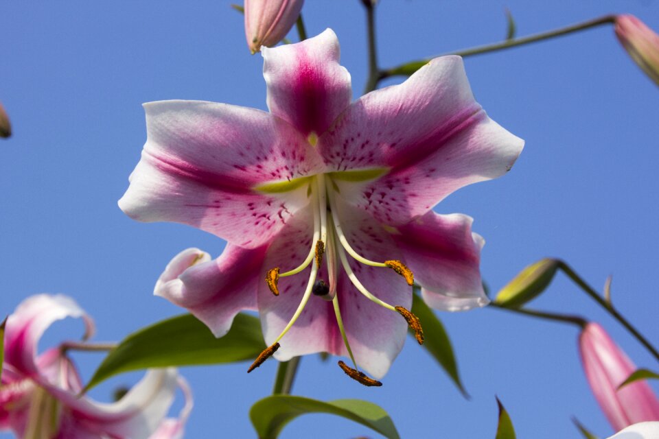 Bloom nature summer