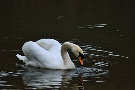 Bird nature water bird