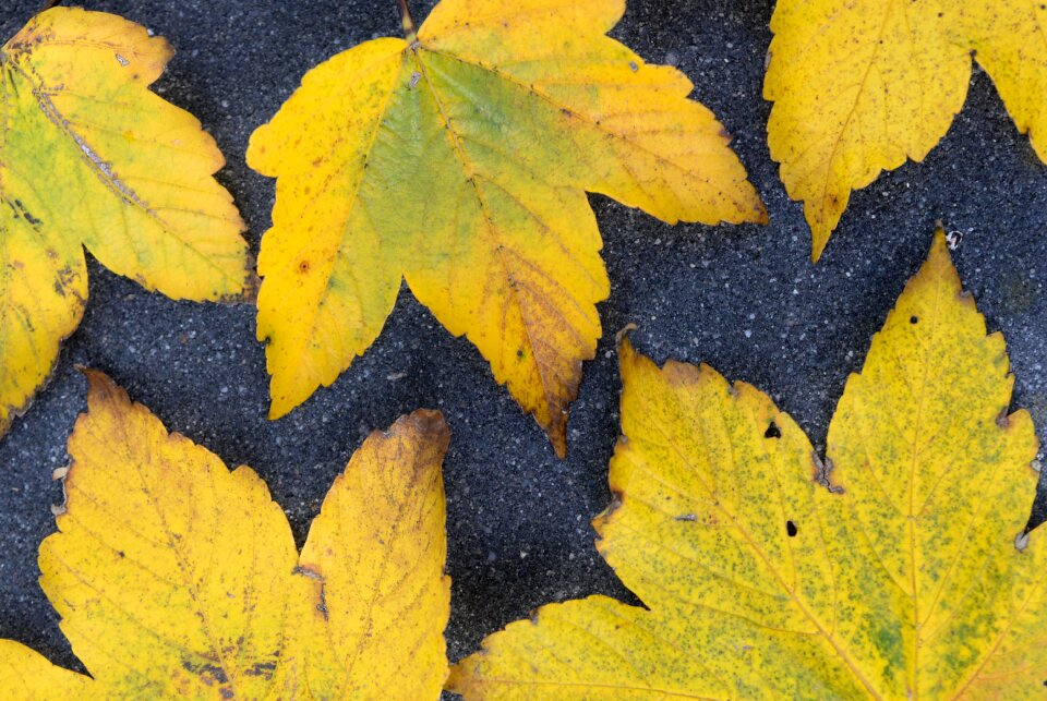 Nature colorful pattern