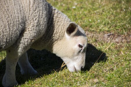 Wool lamb rural