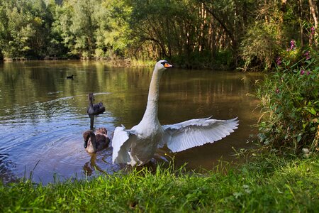 Animal world bird white photo