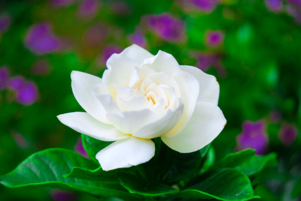 Natural flower petal