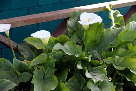 White flowers calla calla lily photo