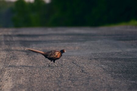 The beauty of nature wild bird tom