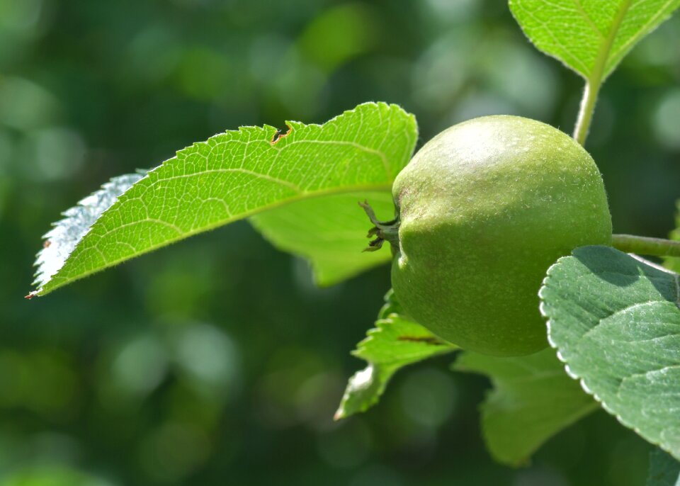 Green apple plant macro