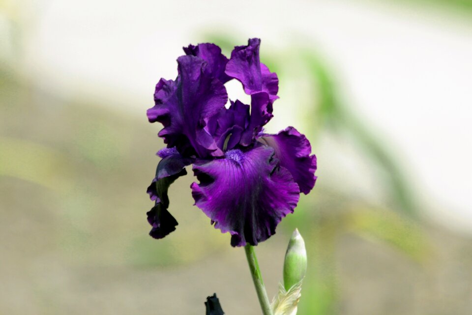 Beautiful nature garden flowers