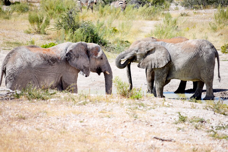 Big five trunk safari