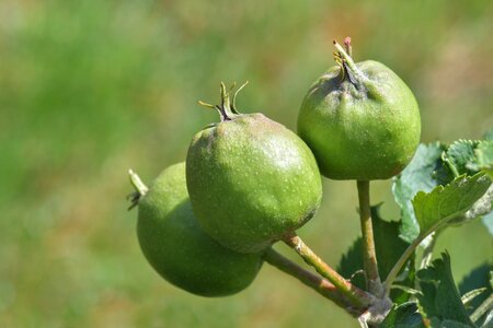 Green apple plant macro