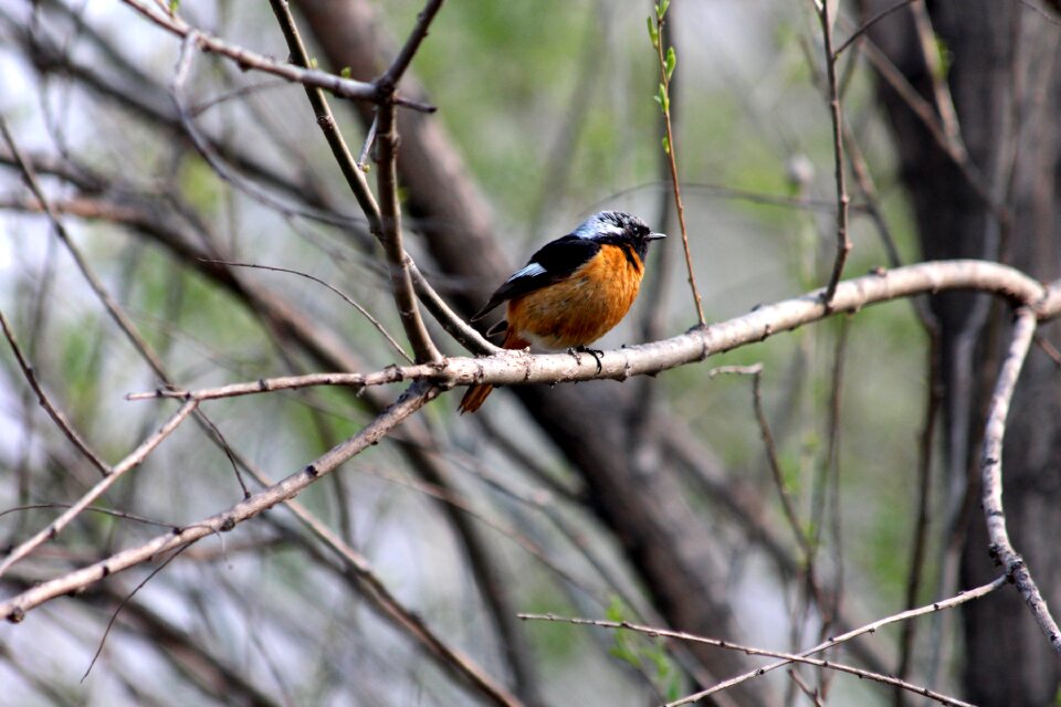 Living nature wild feathered race photo