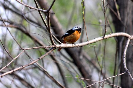 Living nature wild feathered race