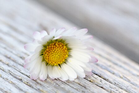 Daisy flower close up photo