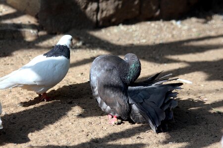 Pouters breed domestic pigeon photo