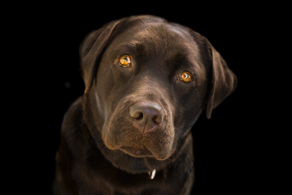 Close up dog animal