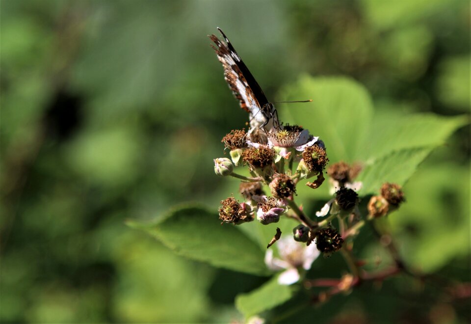 Butterfly nature insect