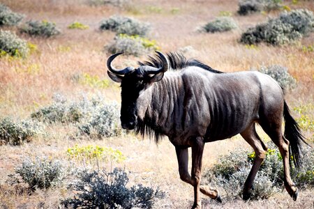 Wildlife nature africa