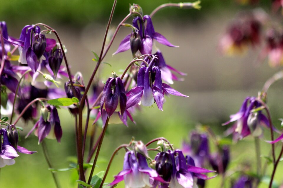 Nature flower garden