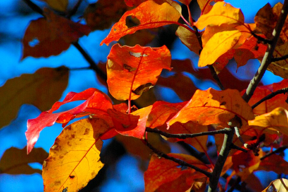 Arkansas plant natural