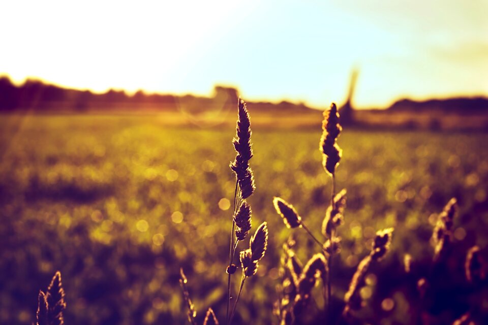 Agriculture outdoor field