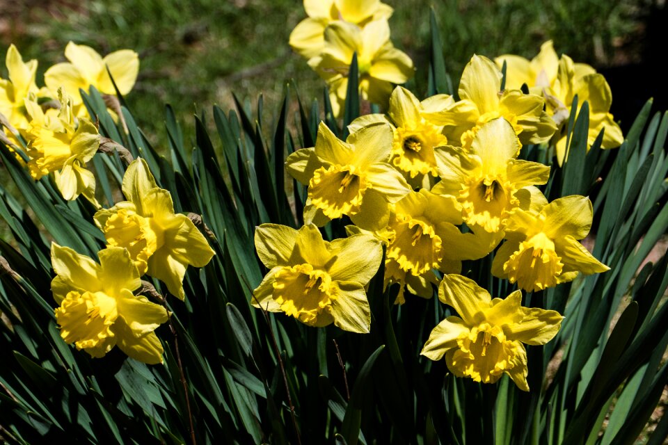 Narcissus flora nature