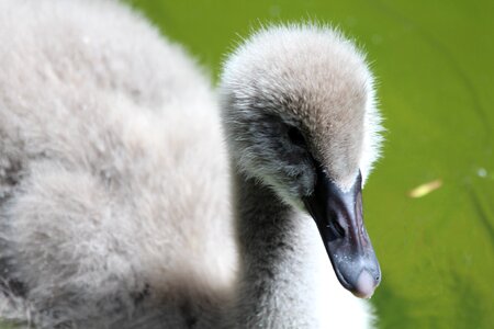 Young bird cygnus atratus photo