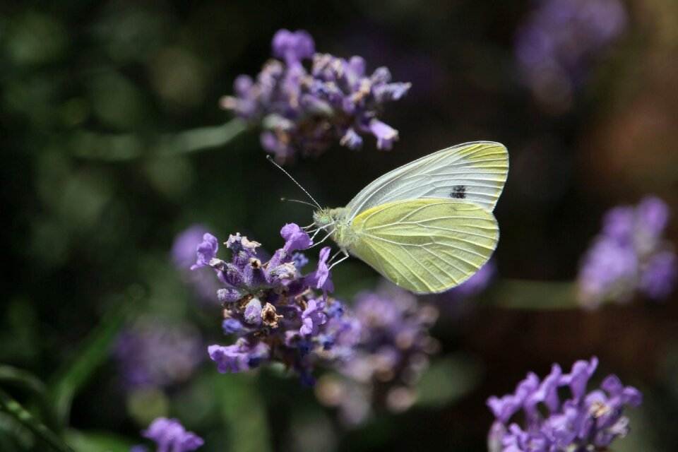 Butterfly close up nature
