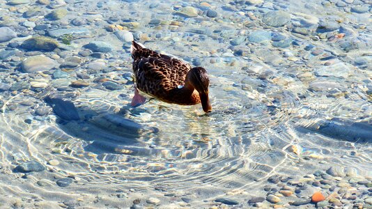 Swim plumage water