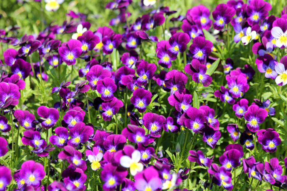 Flowers purple flowers plants