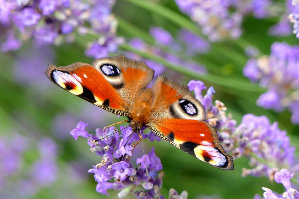Close up nature insect