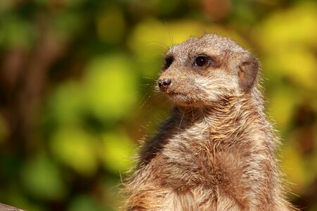 Nature animal world cute
