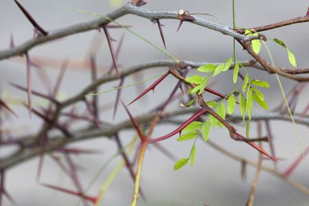 Barb leaves branch