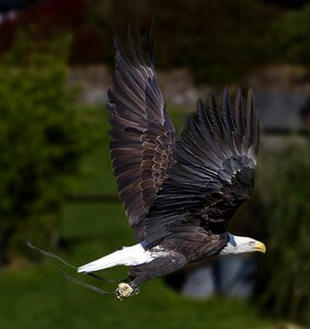 Animal nature american photo