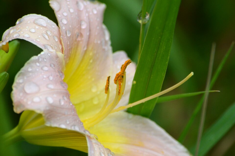 Flower rain nature