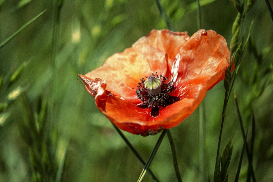 Poppy flower red poppy garden
